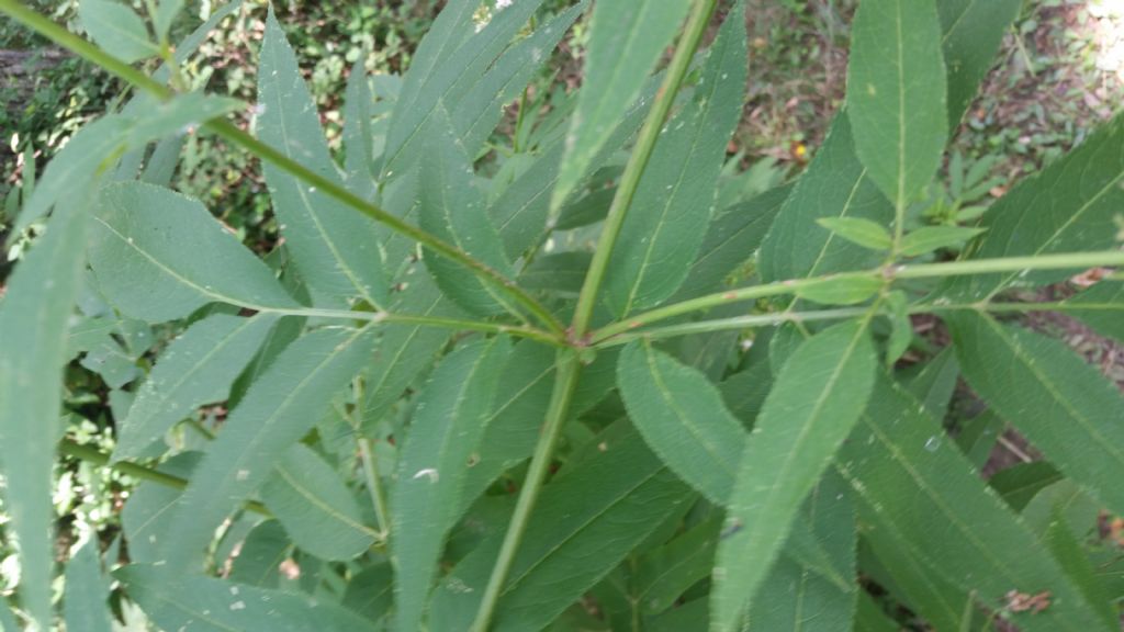 Sambucus ebulus