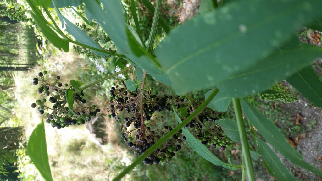 Sambucus ebulus