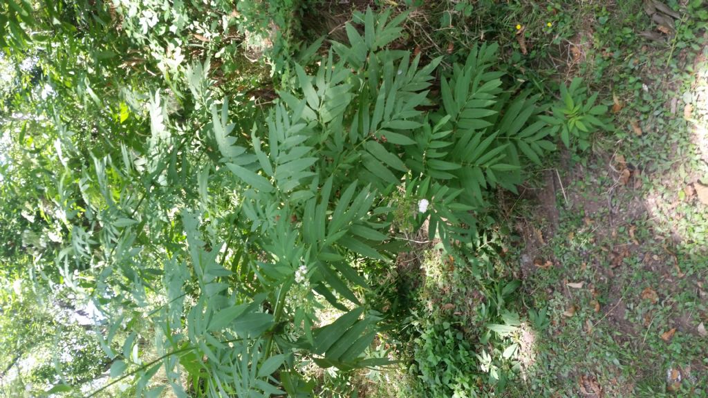 Sambucus ebulus
