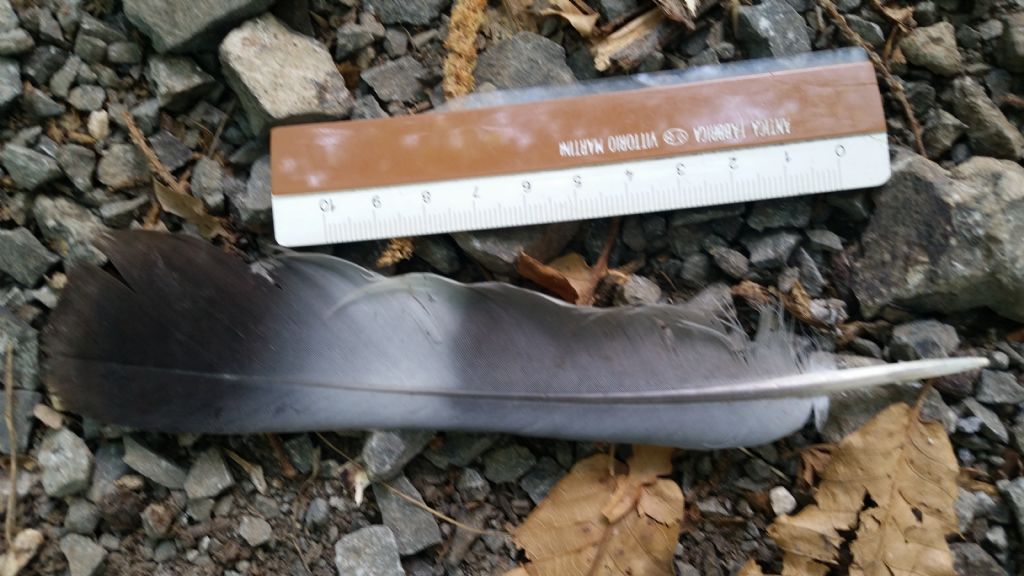 Identificazione penna