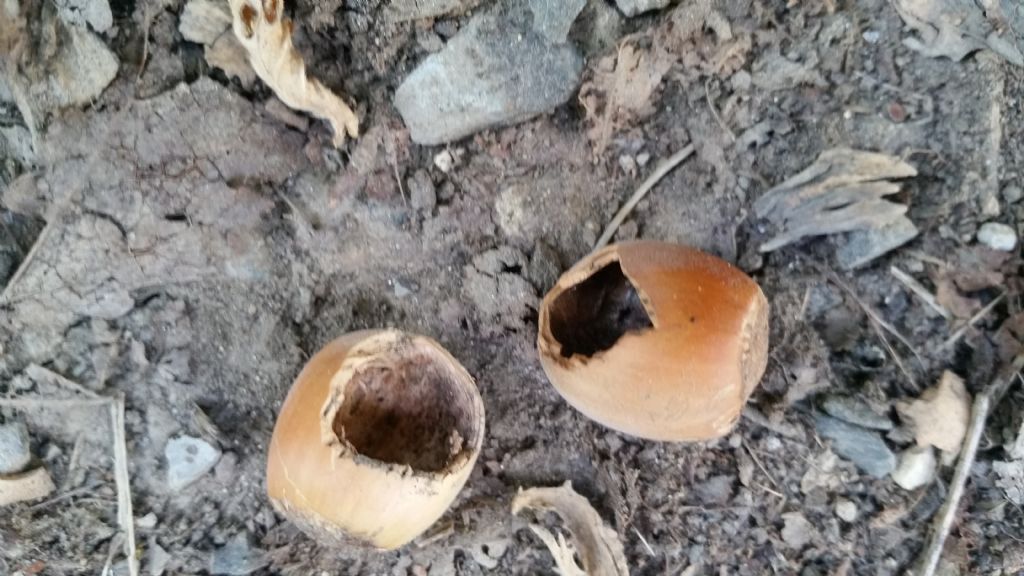 Queste nocciole sono state mangiate da quale animale?
