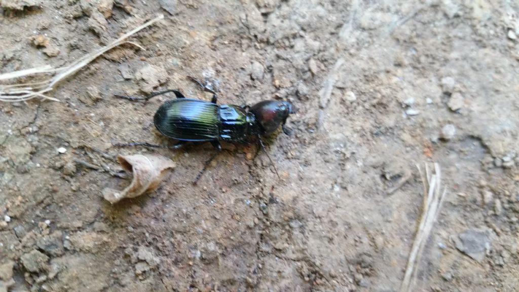 Abax sp., Carabidae