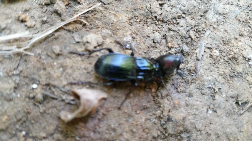 Abax sp., Carabidae