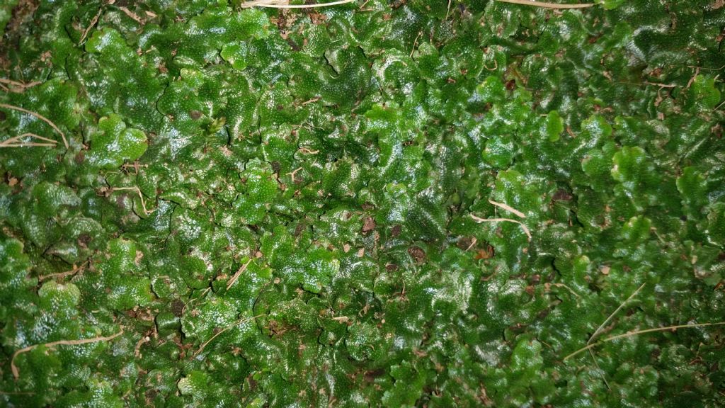 ID pianta4 (Epatica)