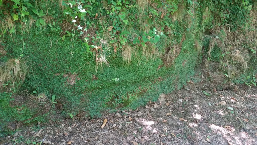 ID pianta4 (Epatica)