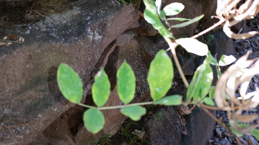 Astragalus glycophyllos