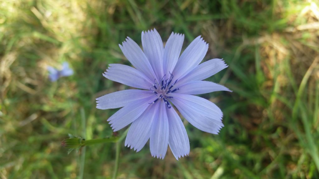 Cichorium intybus