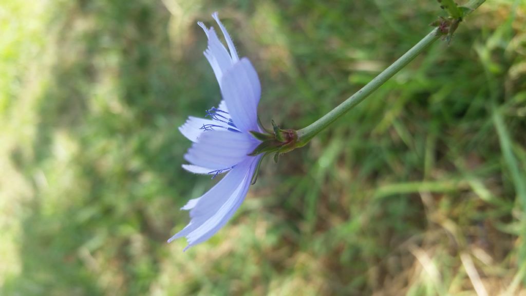 Cichorium intybus