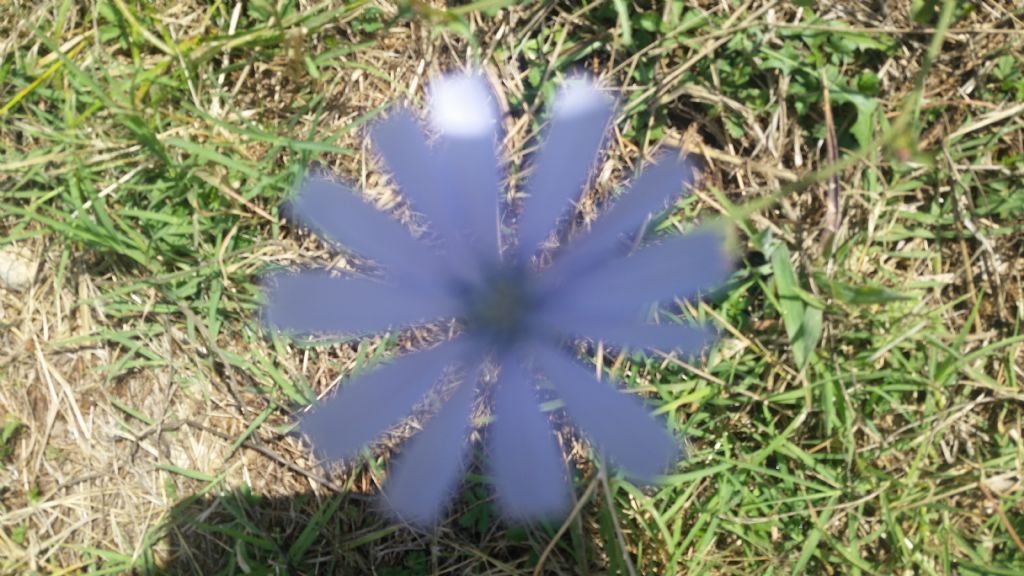 Cichorium intybus