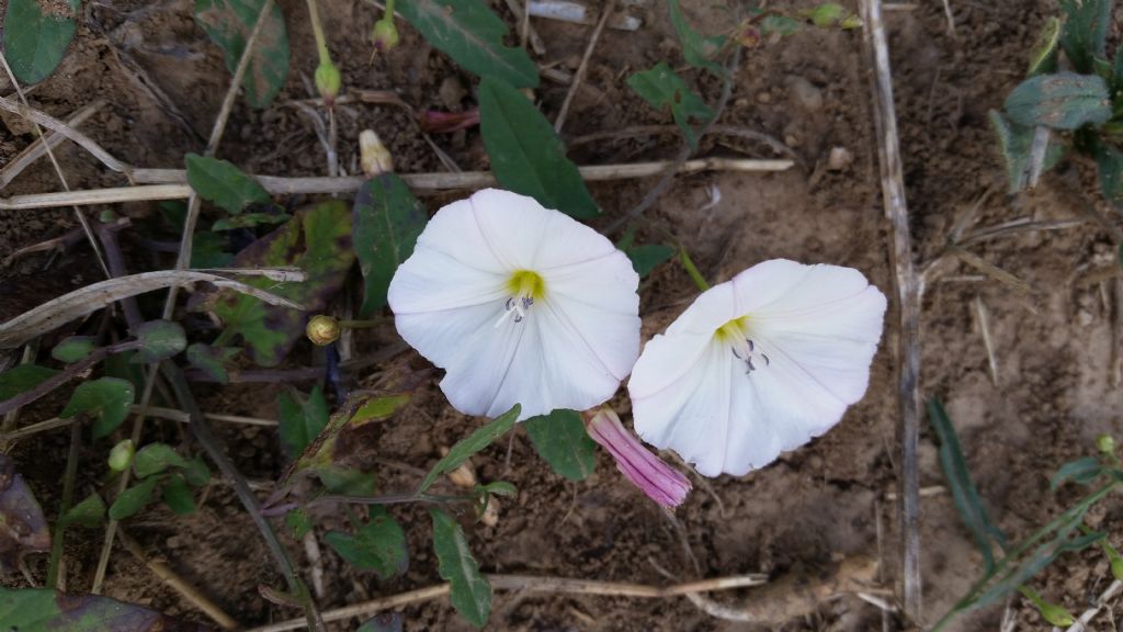 Convolvulus arvensis / Vilucchio comune