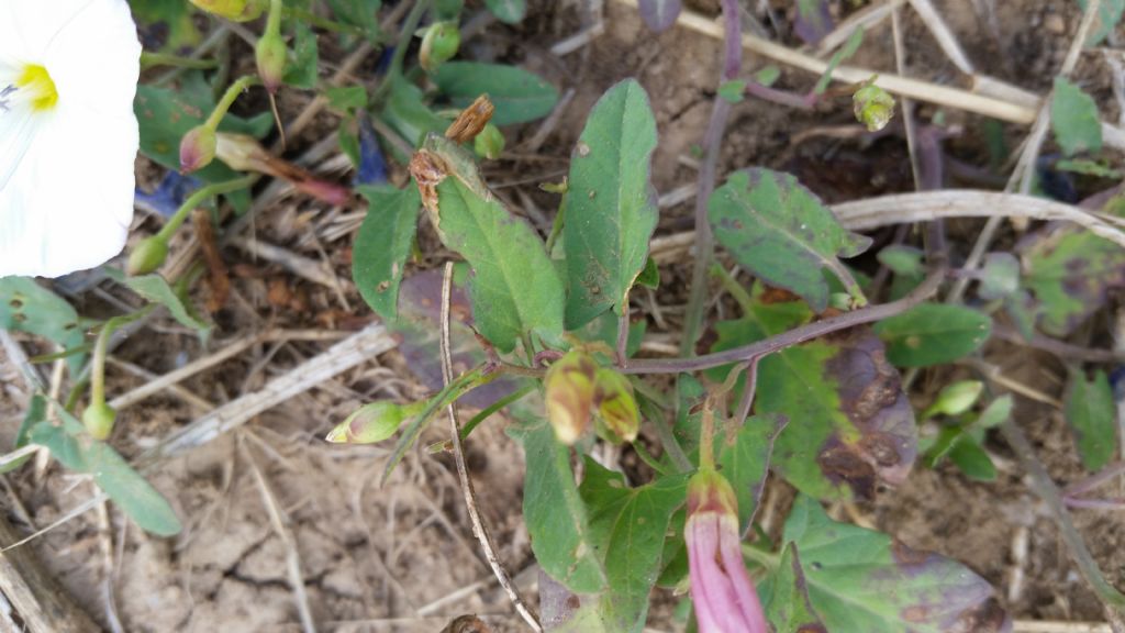 Convolvulus arvensis / Vilucchio comune