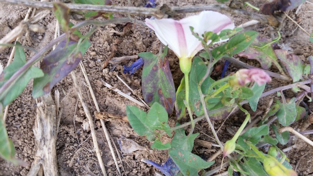 Convolvulus arvensis / Vilucchio comune