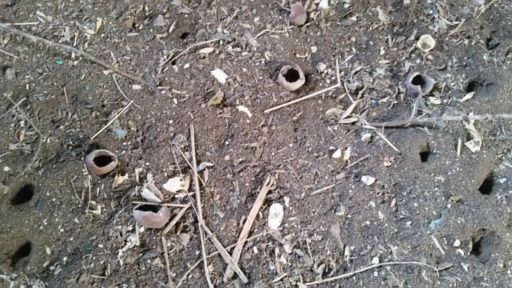 Buchetti con nocciole , Natura Mediterraneo