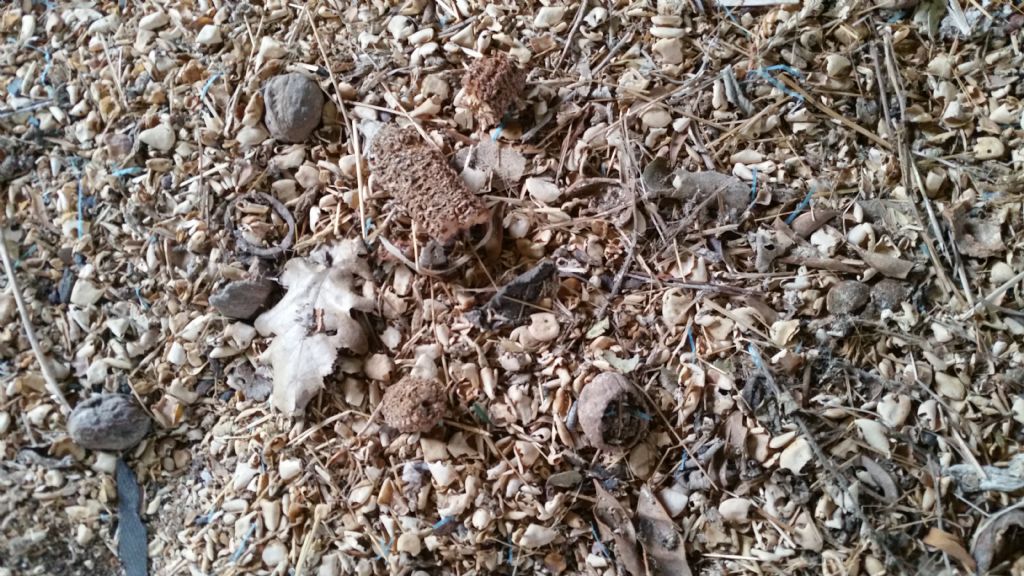 Buchetti con nocciole