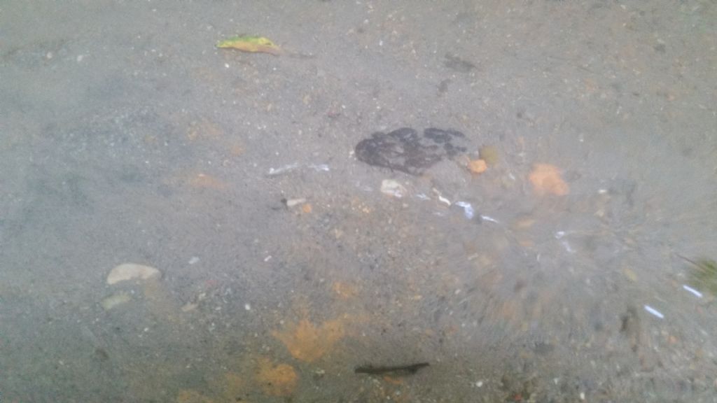 Bolle sul fondo del torrente