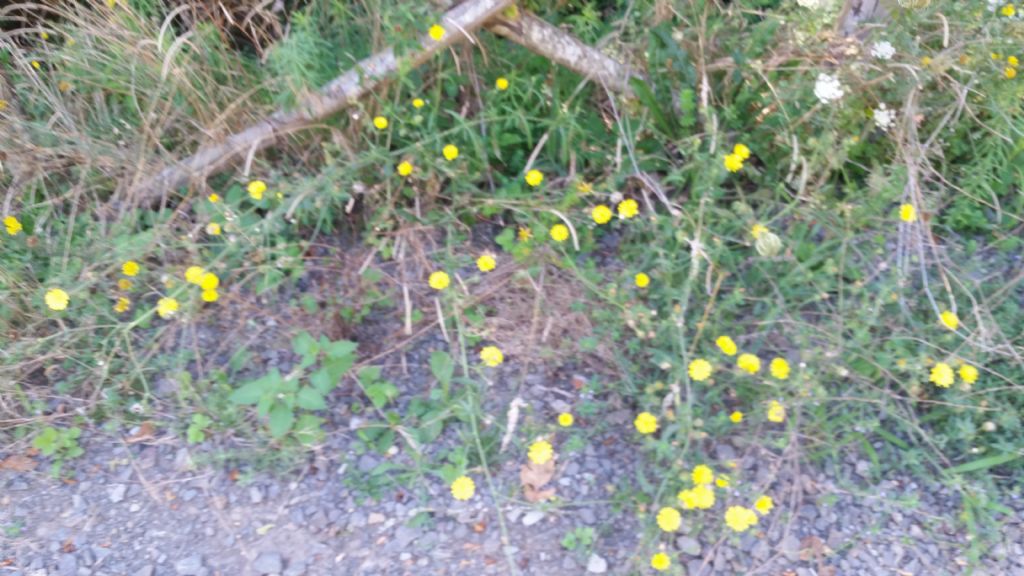 Picris hieracioides