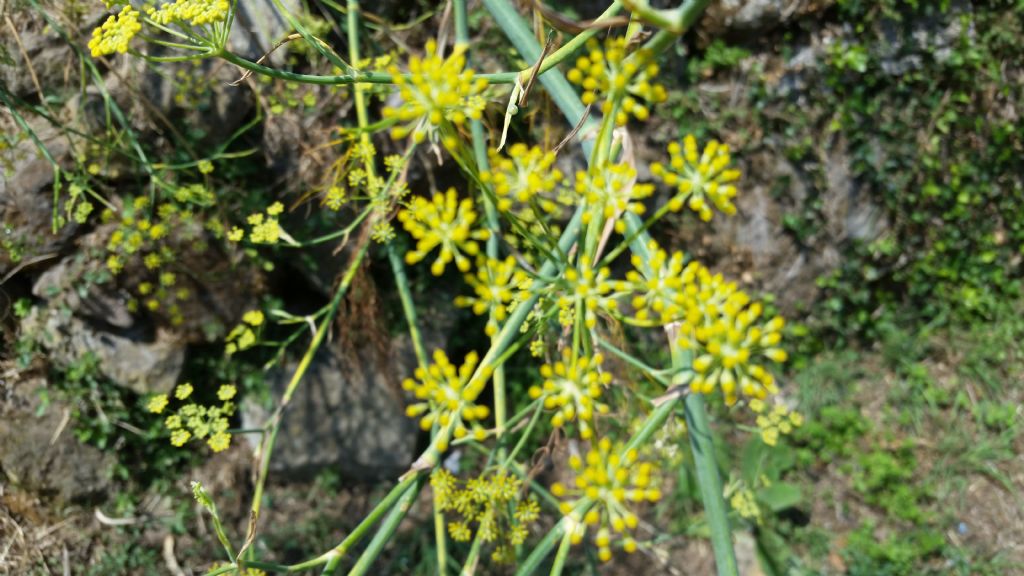 Finocchio scarico? - Foeniculum vulgare