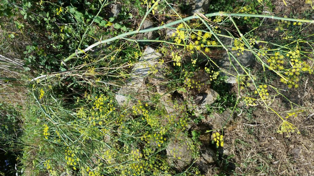 Finocchio scarico? - Foeniculum vulgare