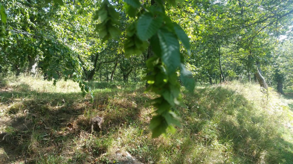 Determinare albero - Carpinus orientalis