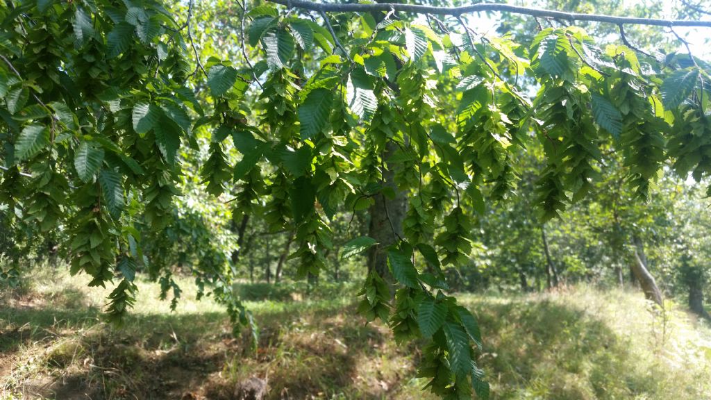 Determinare albero - Carpinus orientalis