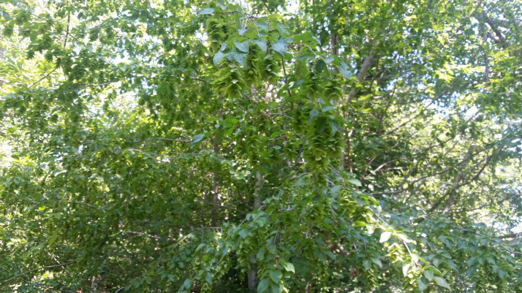 Determinare albero - Carpinus orientalis