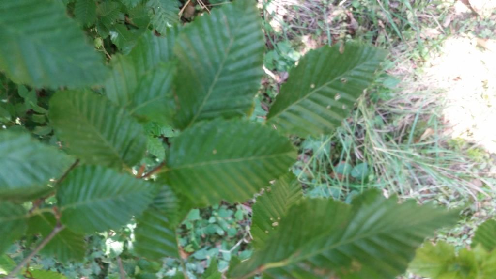 Determinare albero - Carpinus orientalis