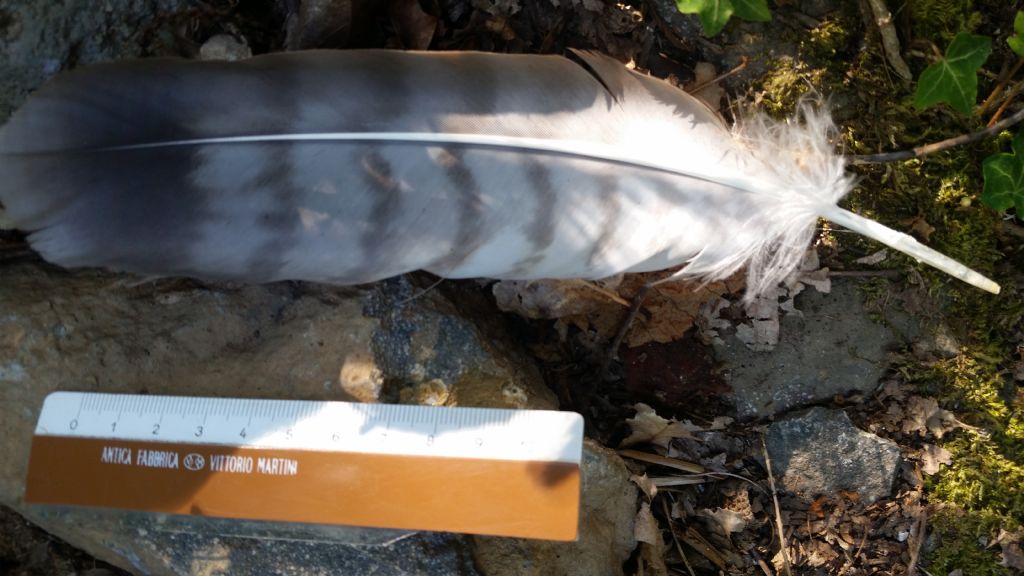 Remigante di poiana?