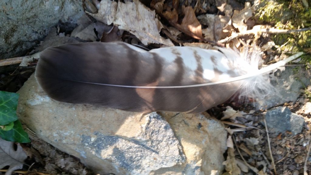 Remigante di poiana?