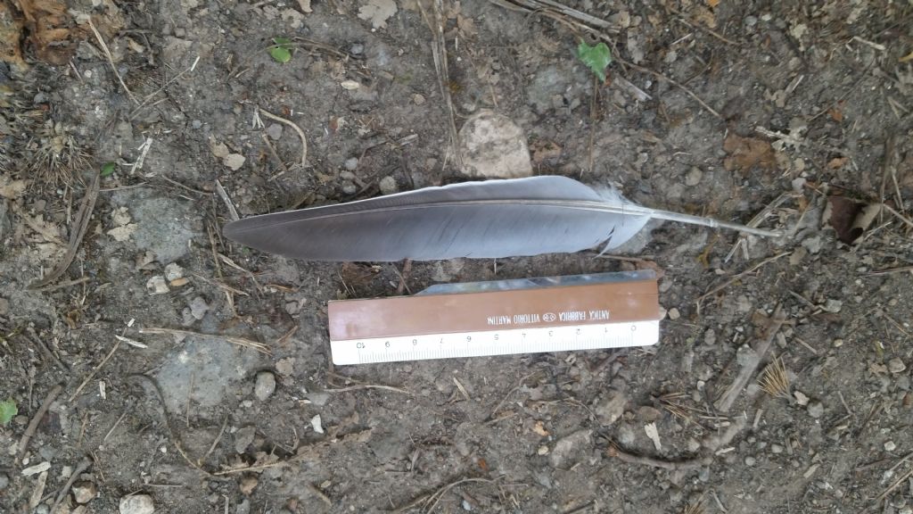 Remigante di ghiandaia?