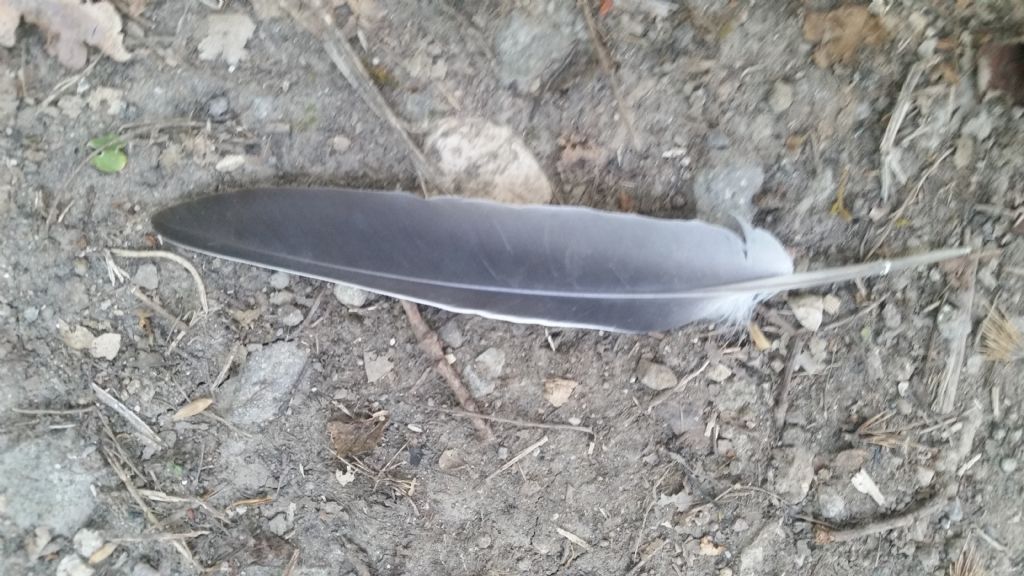 Remigante di ghiandaia?