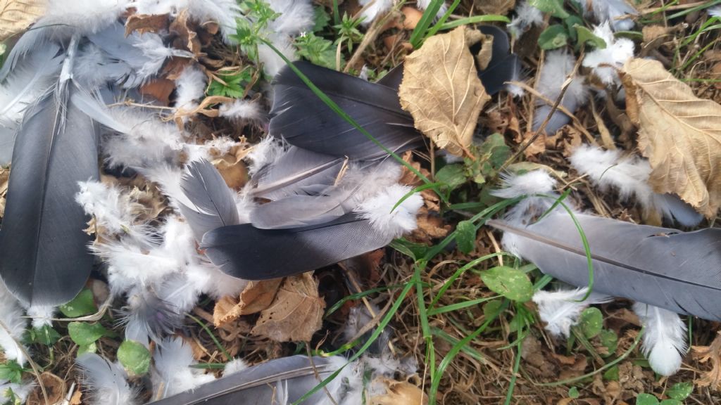 Spiumata di colombo predato da un rapace?