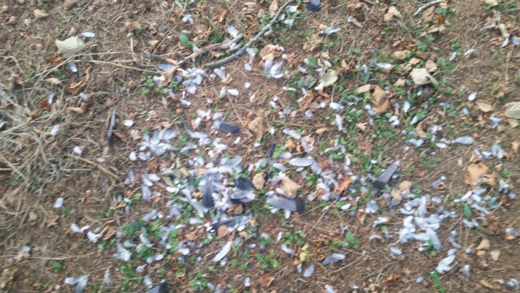 Spiumata di colombo predato da un rapace?