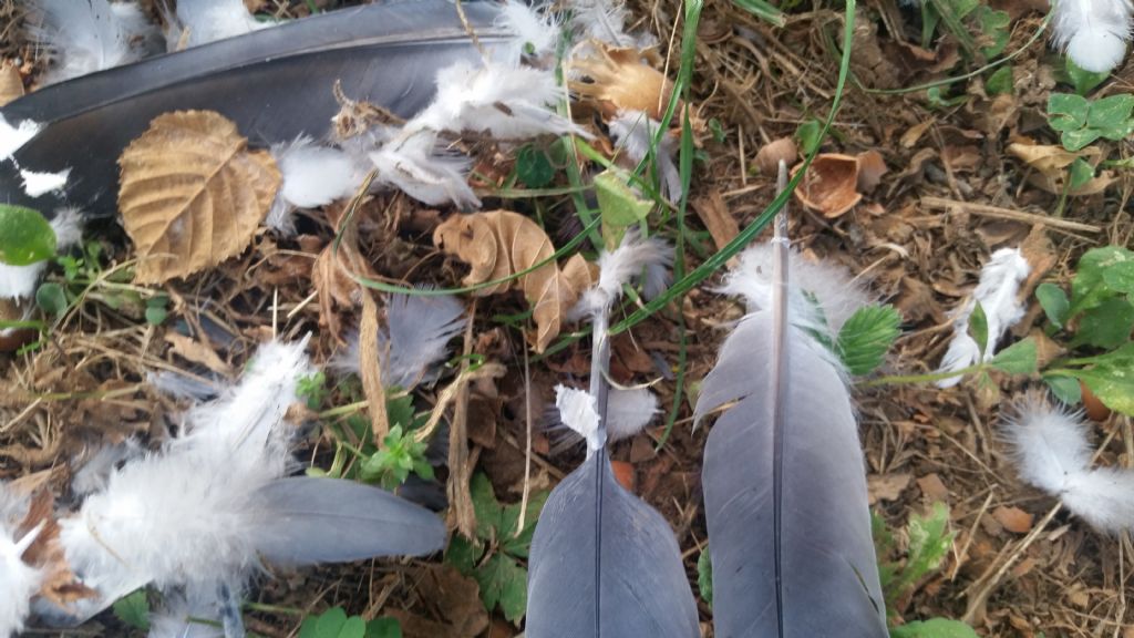 Spiumata di colombo predato da un rapace?