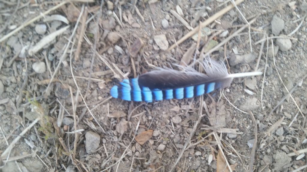 Penna di ghiandaia1?