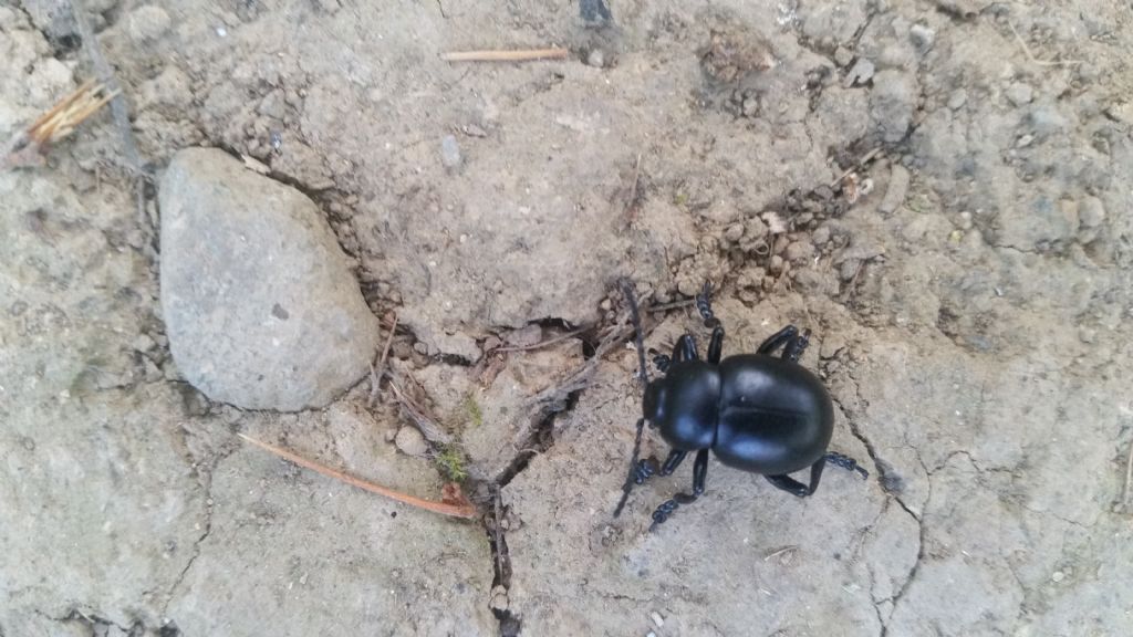 Scarabeo......?  No, Chrysomelidae:  Timarcha sp.