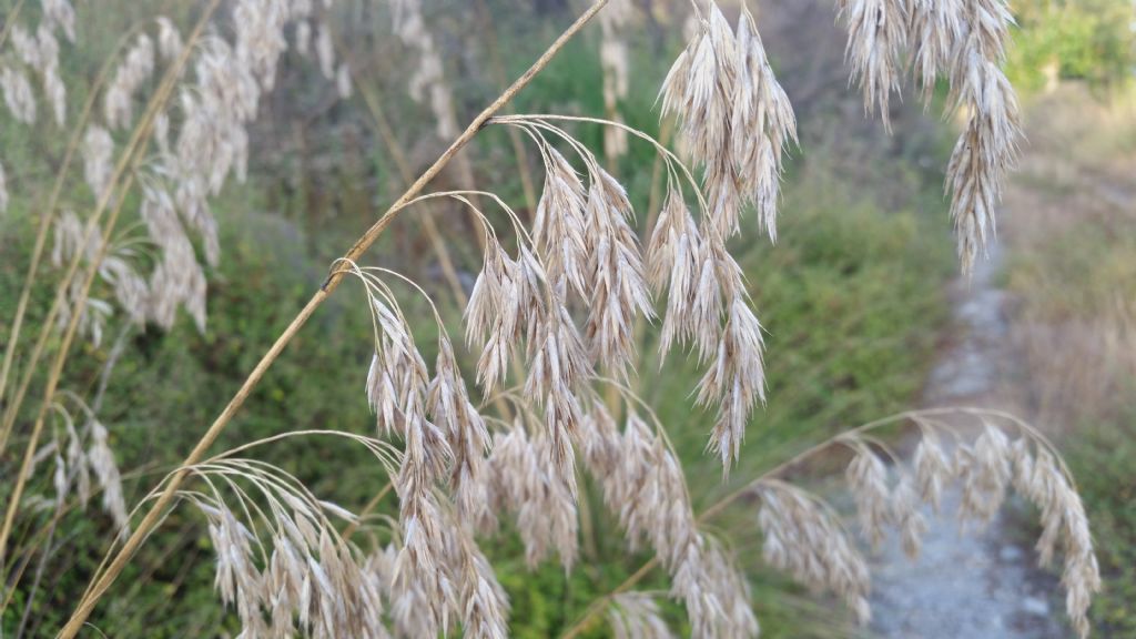 Ampelodesmos mauritanicus ( Poaceae)