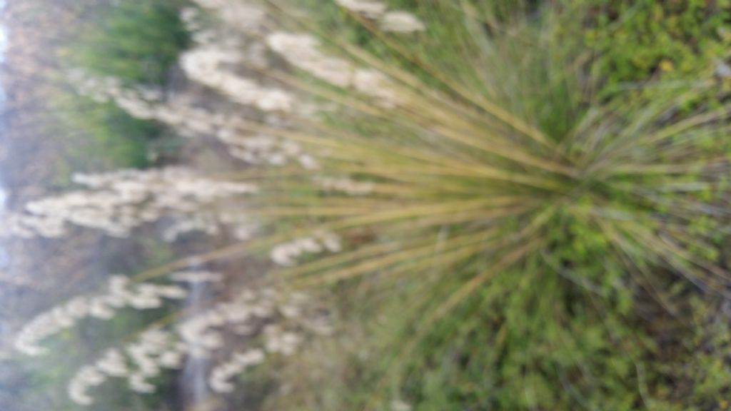 Ampelodesmos mauritanicus ( Poaceae)