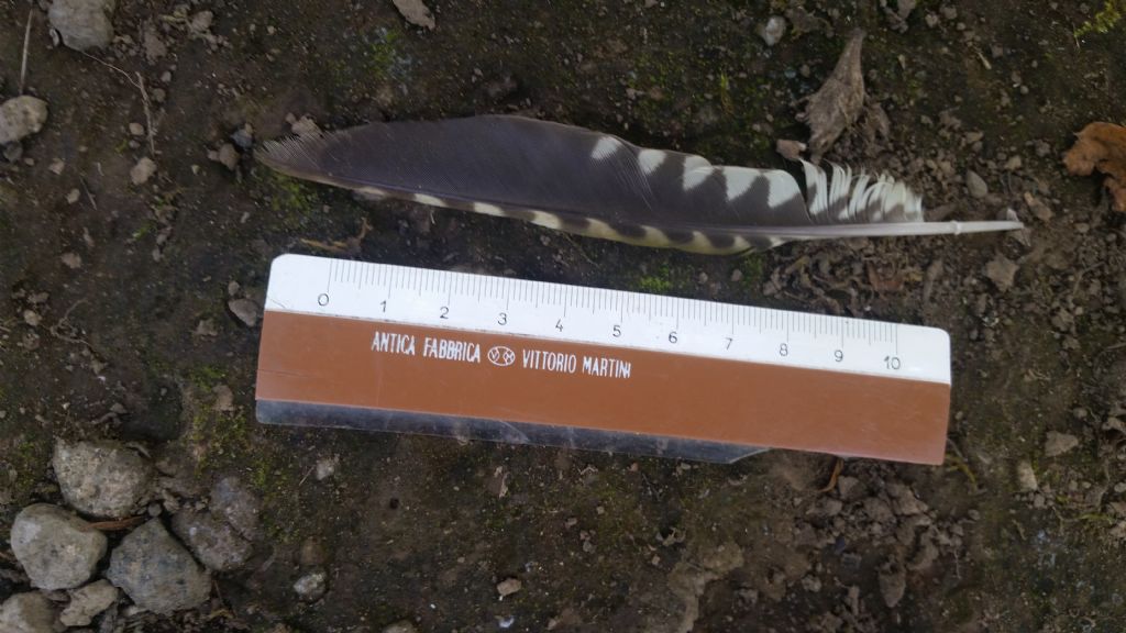 Penna di picchio verde?