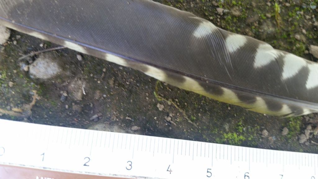 Penna di picchio verde?