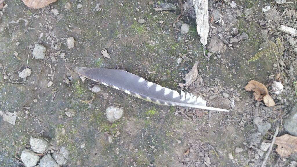 Penna di picchio verde?