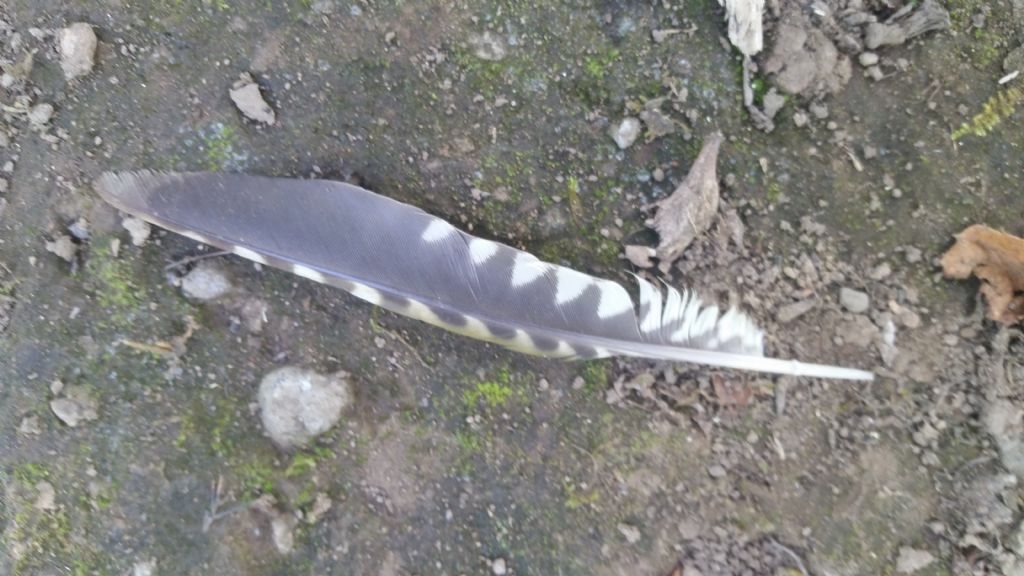 Penna di picchio verde?