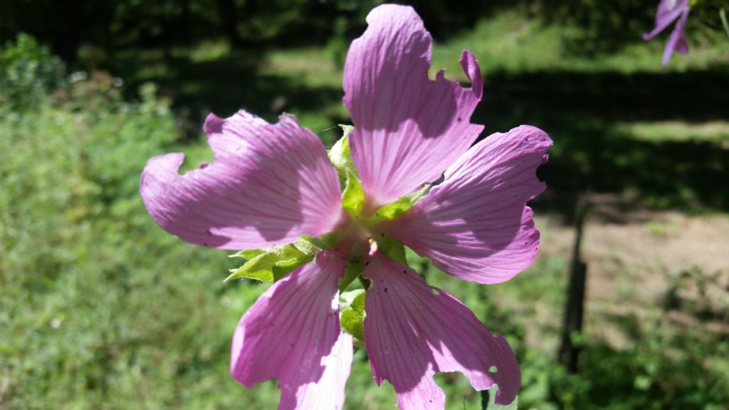 Malva sp.