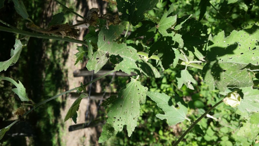 Malva sp.