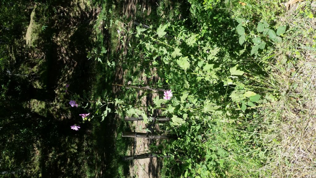 Malva sp.