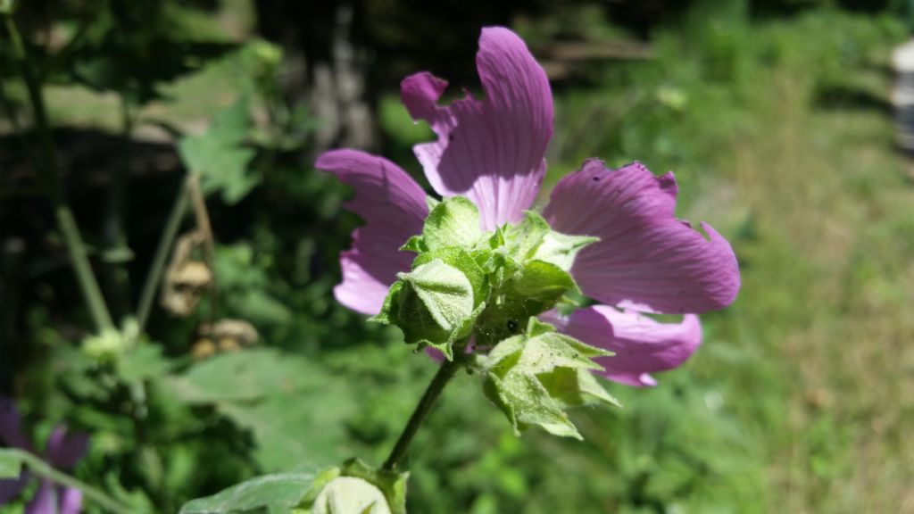 Malva sp.