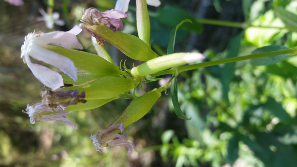 Saponaria officinalis