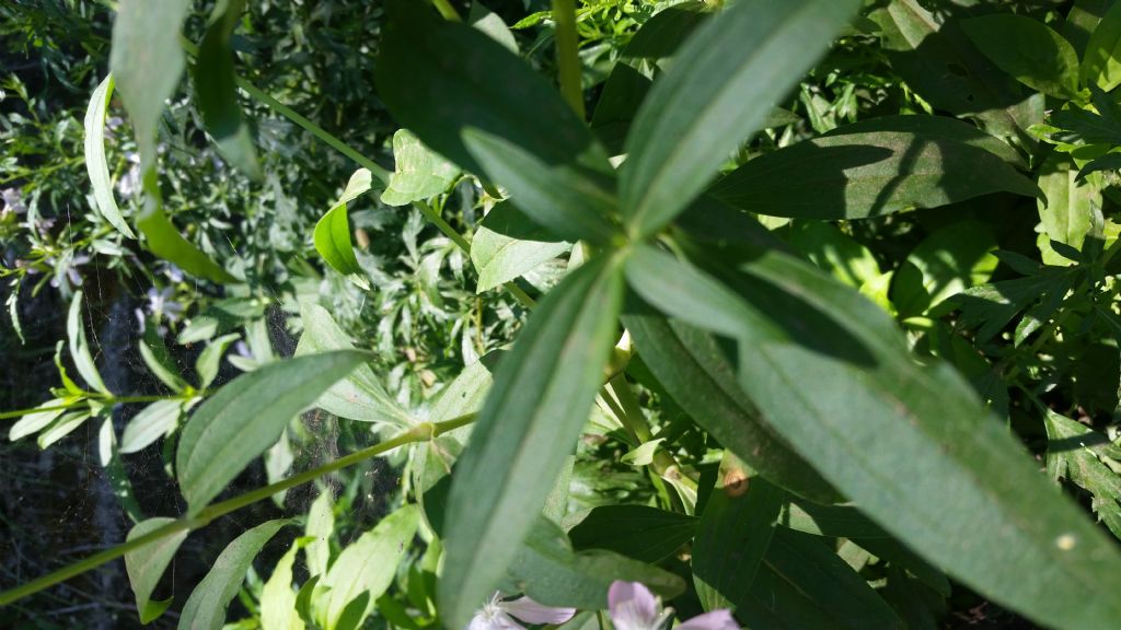 Saponaria officinalis