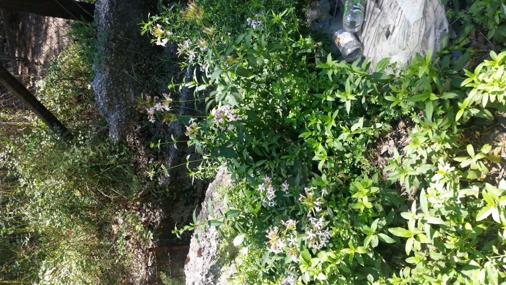 Saponaria officinalis