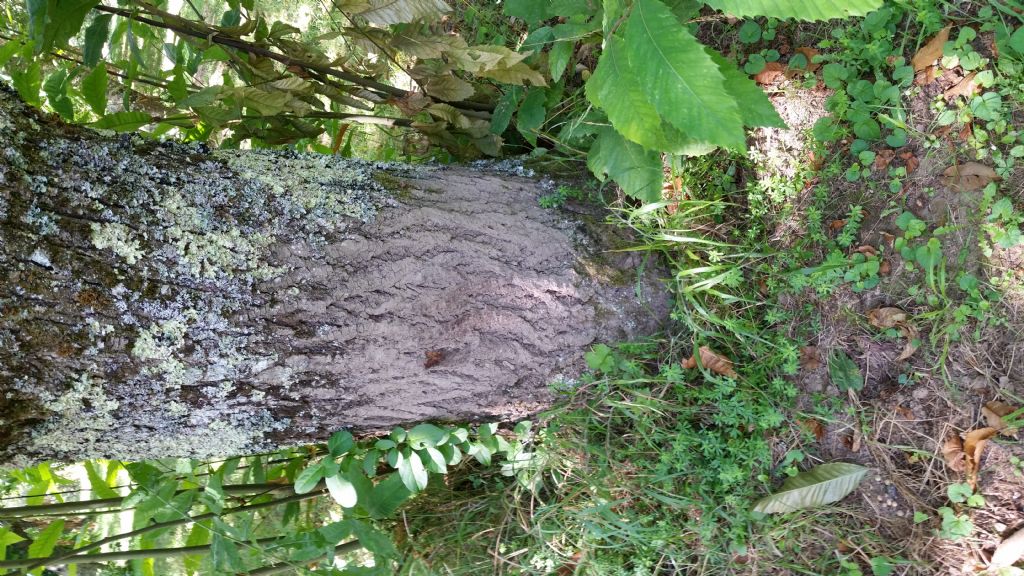 Cinghiale
