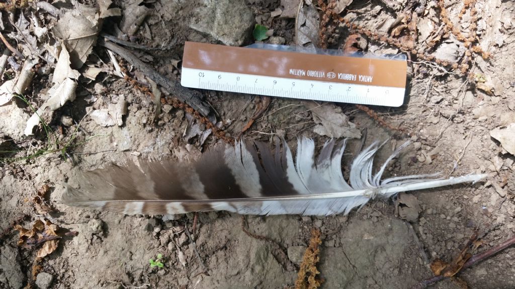 Penna di poiana o di?